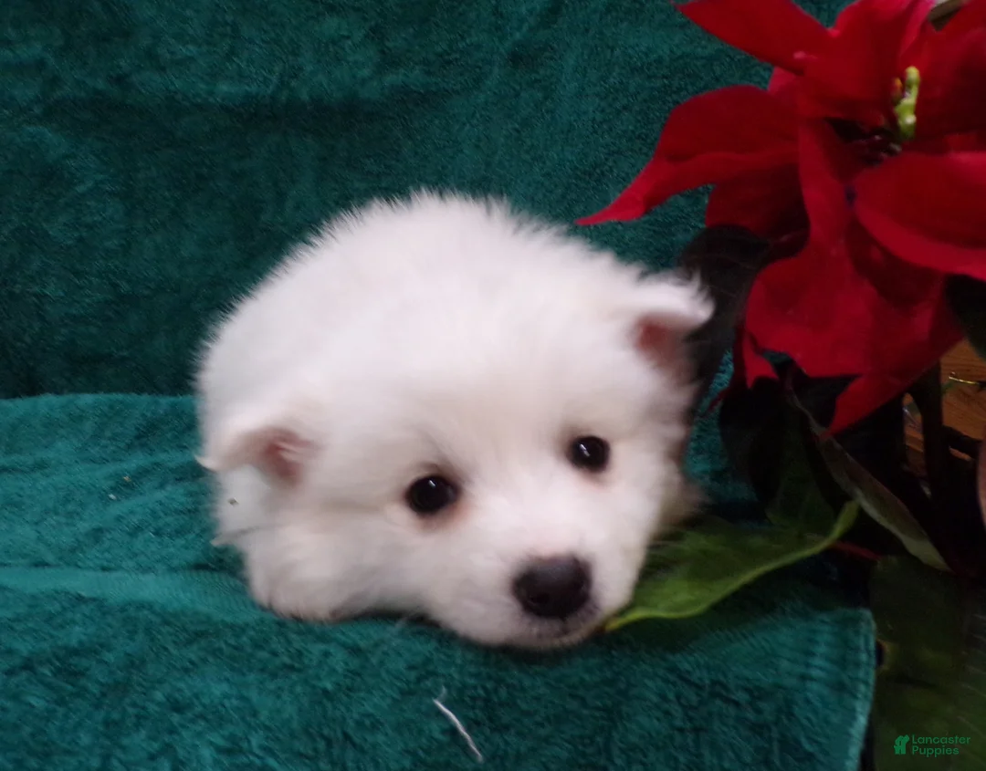 American Eskimo dogs for sale: Princess - Ad 5