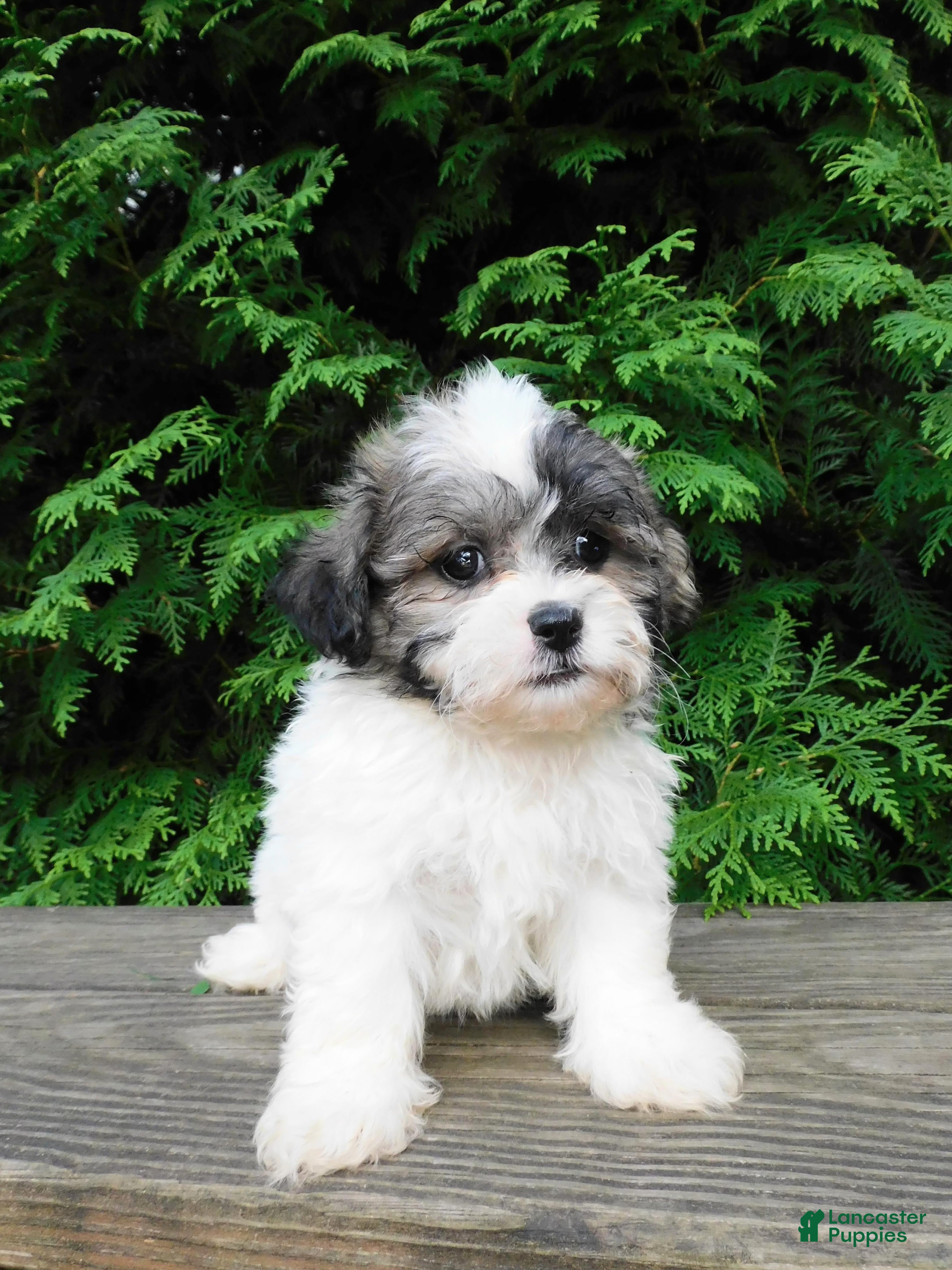 Teddy Bear dogs Jeffy - Ad 1