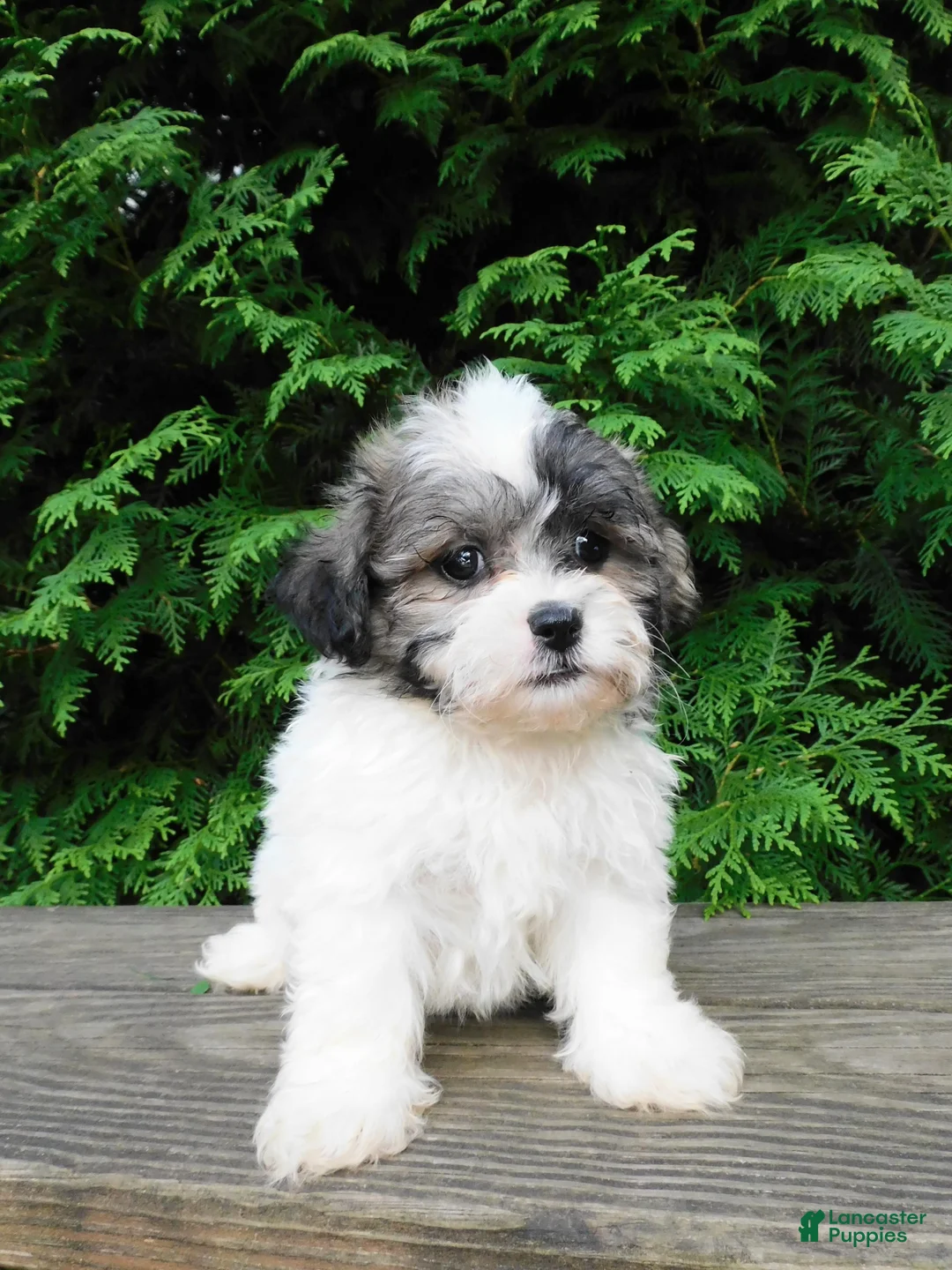 Teddy Bear dogs for sale: Jeffy - Ad 1