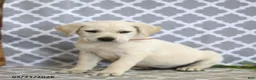 Mixed Breed dogs for sale: Rhonda - Ad 3