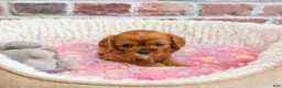 Cavalier King Charles Spaniel dogs for sale: Dreamer - Ad 4
