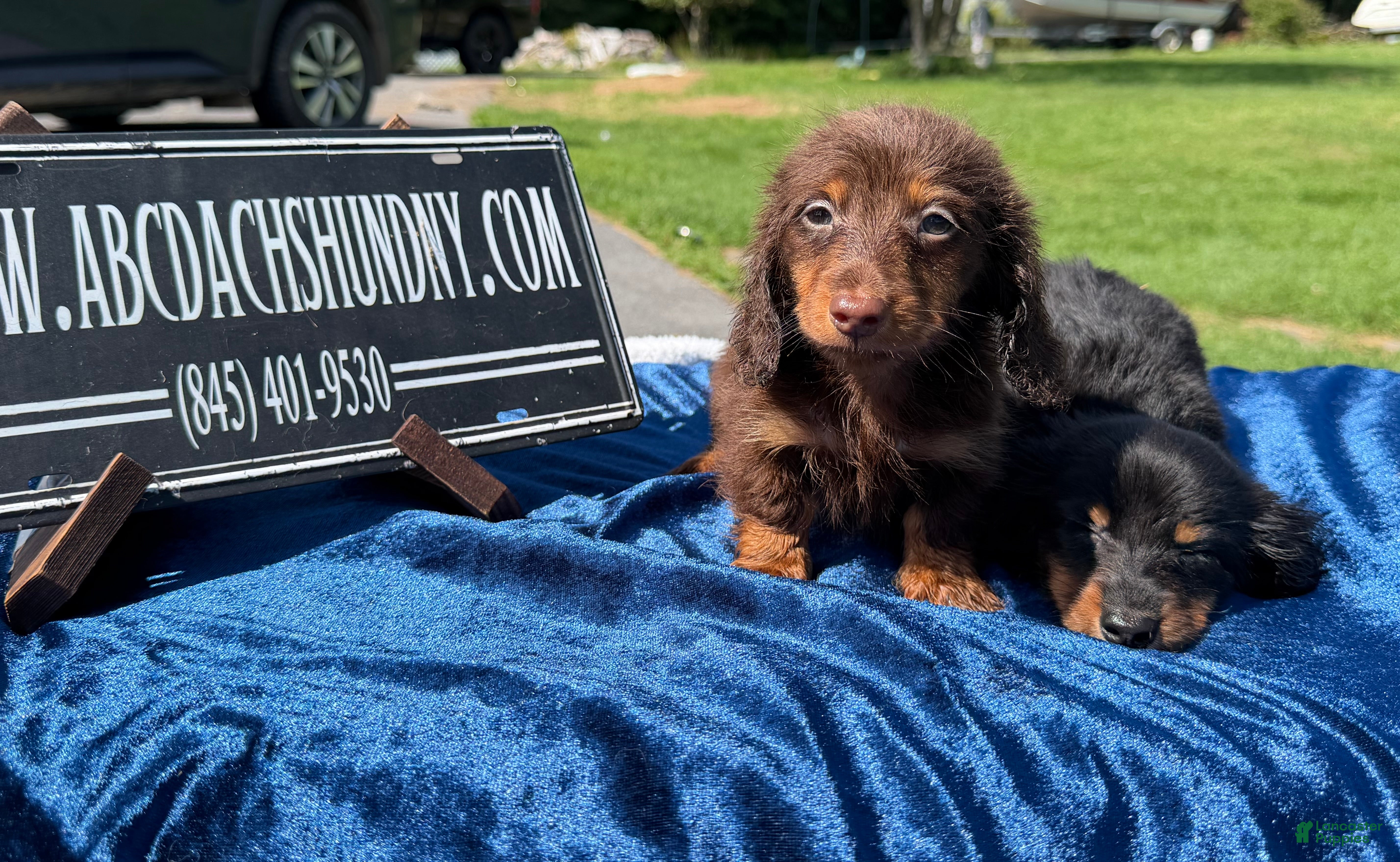 Miniature Dachshund dogs Miniature Dachshund 2 - Ad 28