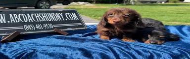 Miniature Dachshund 2