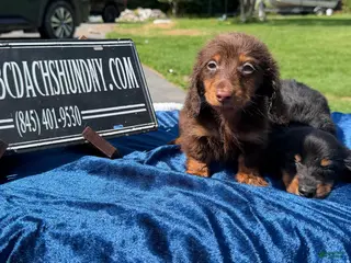 Miniature Dachshund dogs Miniature Dachshund 2 - Ad 26
