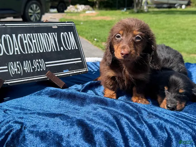 Miniature Dachshund dogs for sale: Miniature Dachshund 2 - Ad 8