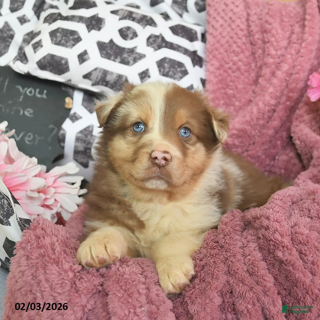 Australian Shepherd dogs for sale: Mercy  - Ad 4