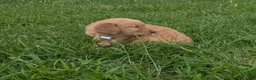 Golden Retriever dogs for sale: Cooper - Ad 3
