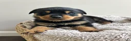 Rottweiler dogs for sale: Reese - Ad 2