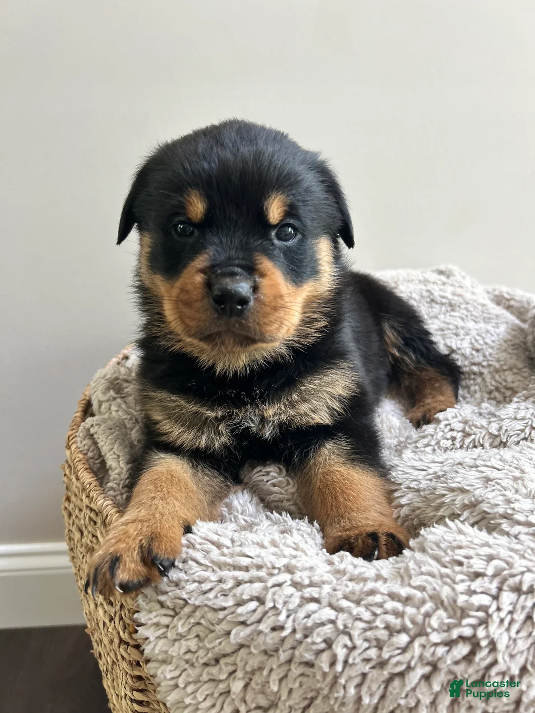 Rottweiler dogs for sale: Reese - Ad 2