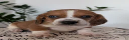 Mixed Breed dogs for sale: Jeb - Ad 7