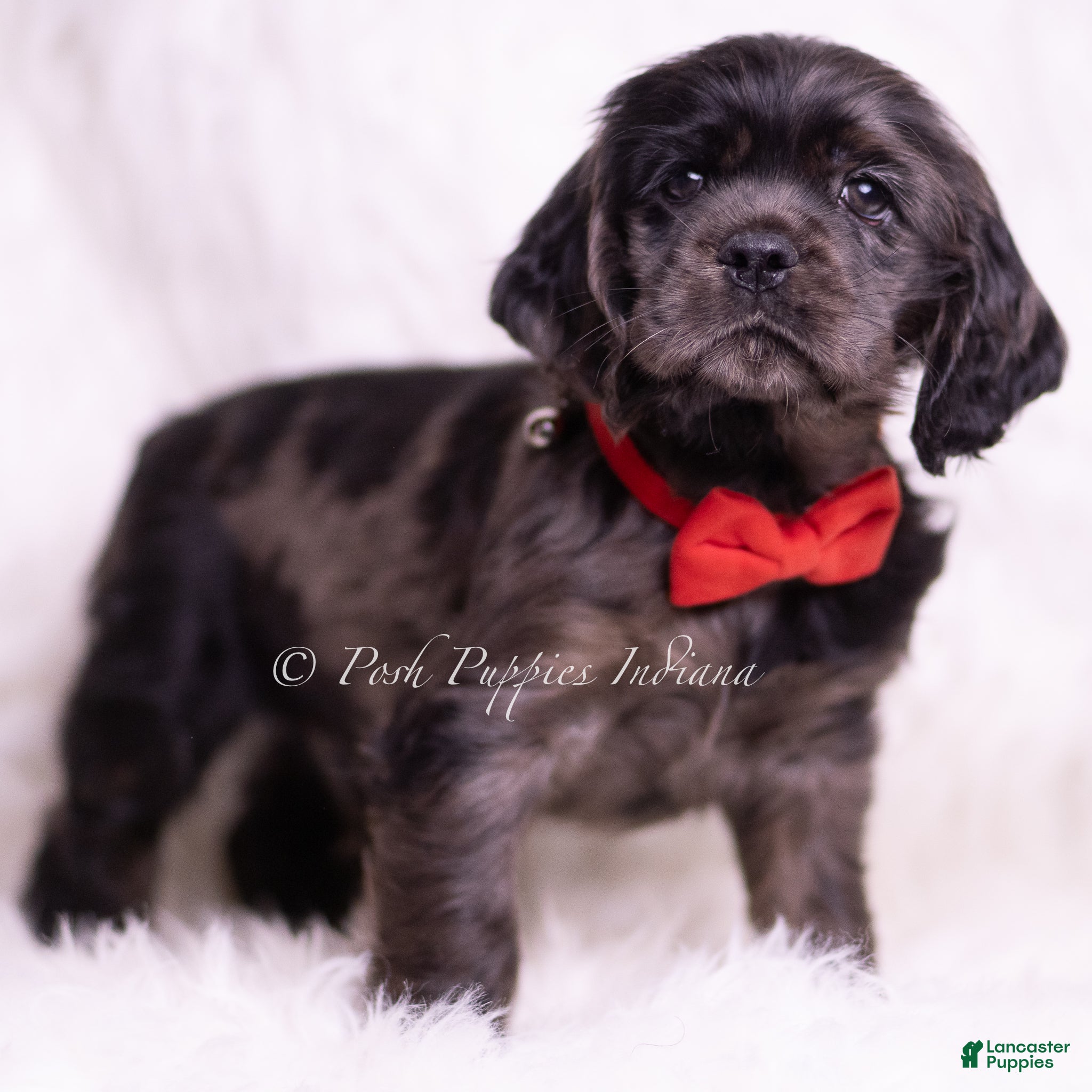 Cocker Spaniel dogs Disco - Ad 22