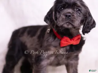 Cocker Spaniel dogs Disco - Ad 22