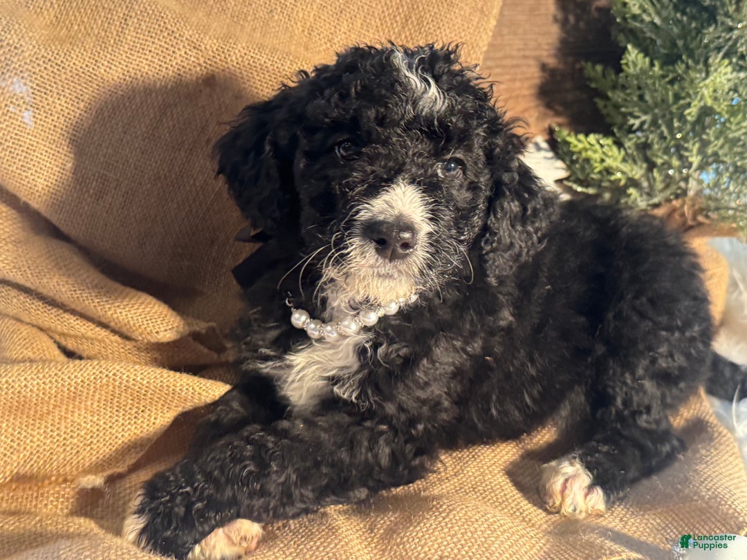 Bernedoodle dogs for sale: Australian Mountain Doodle Leslie - Ad 2