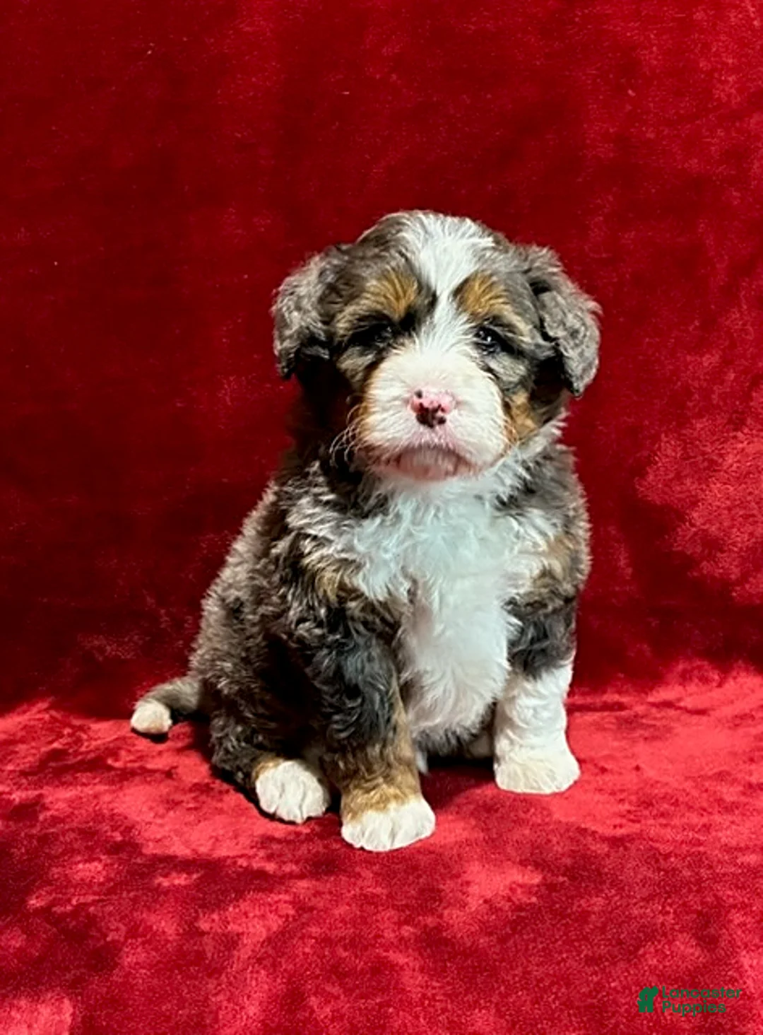 Mini Bernedoodle dogs for sale: Gunner - Ad 1