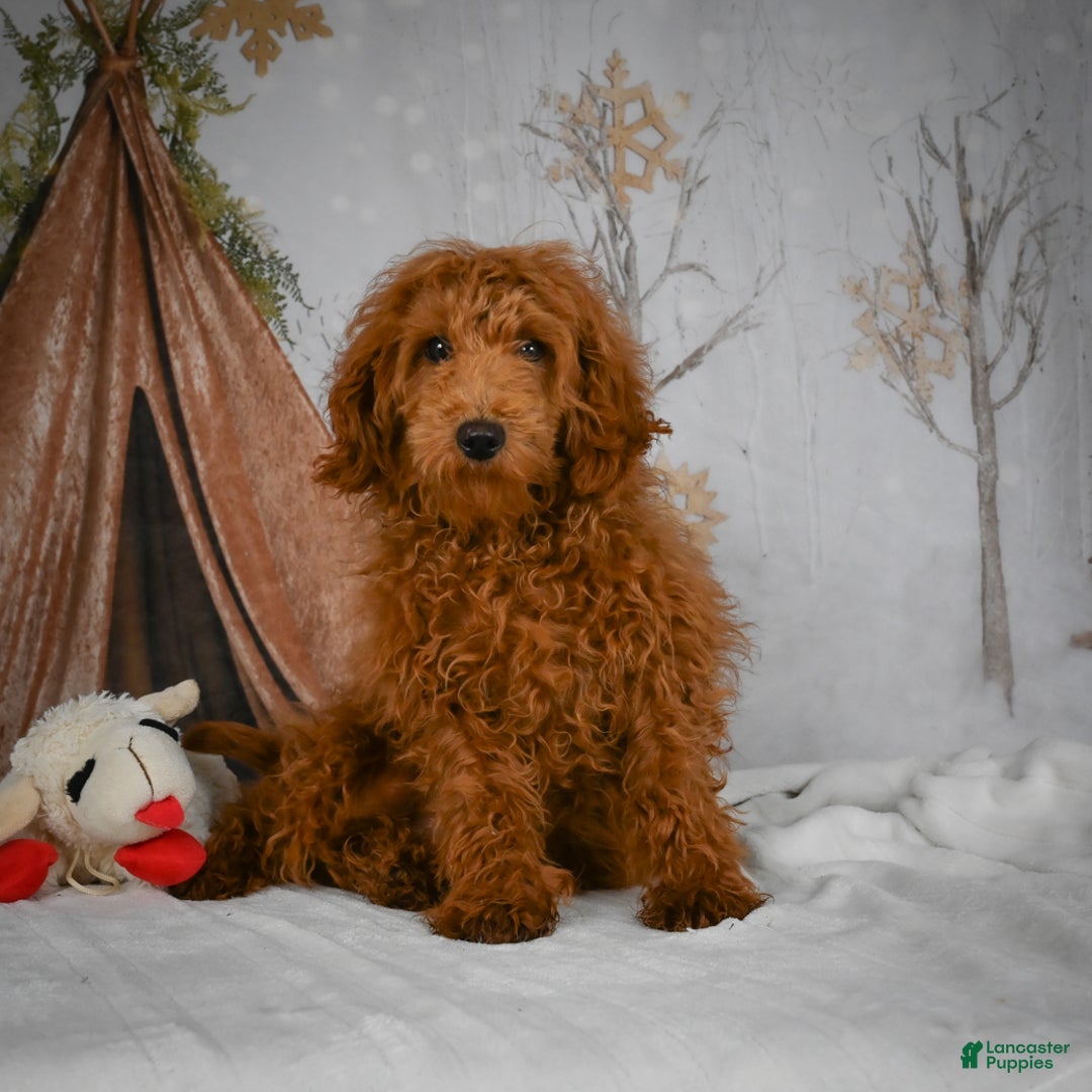 Mini Goldendoodle dogs for sale: Sammie - Ad 11