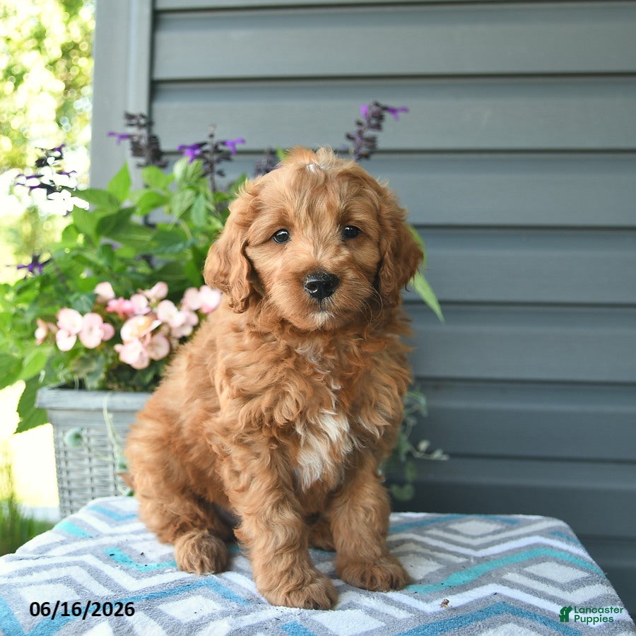 Mini Goldendoodle dogs Ash  - Ad 1