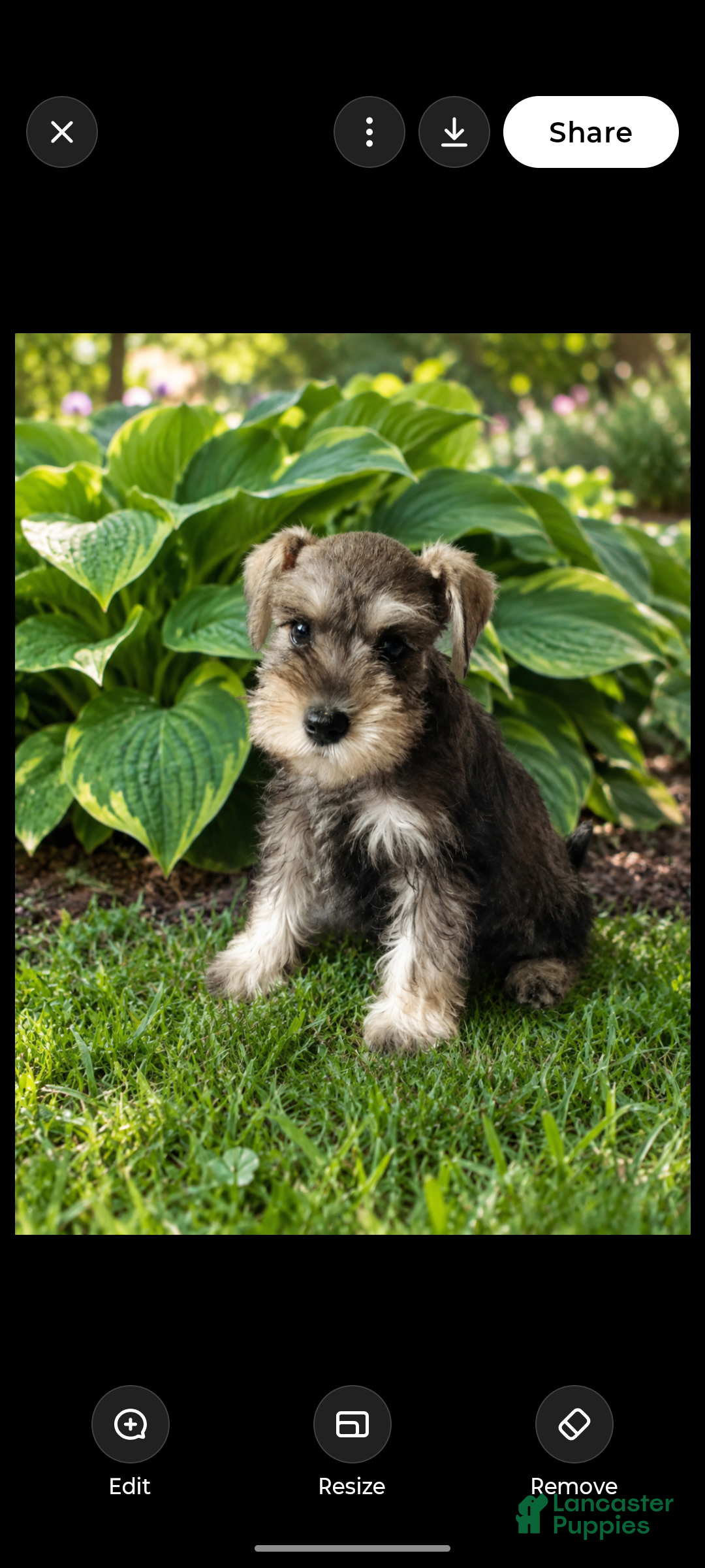 Miniature Schnauzer