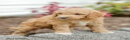 Goldendoodle dogs for sale: Jessie - Ad 3