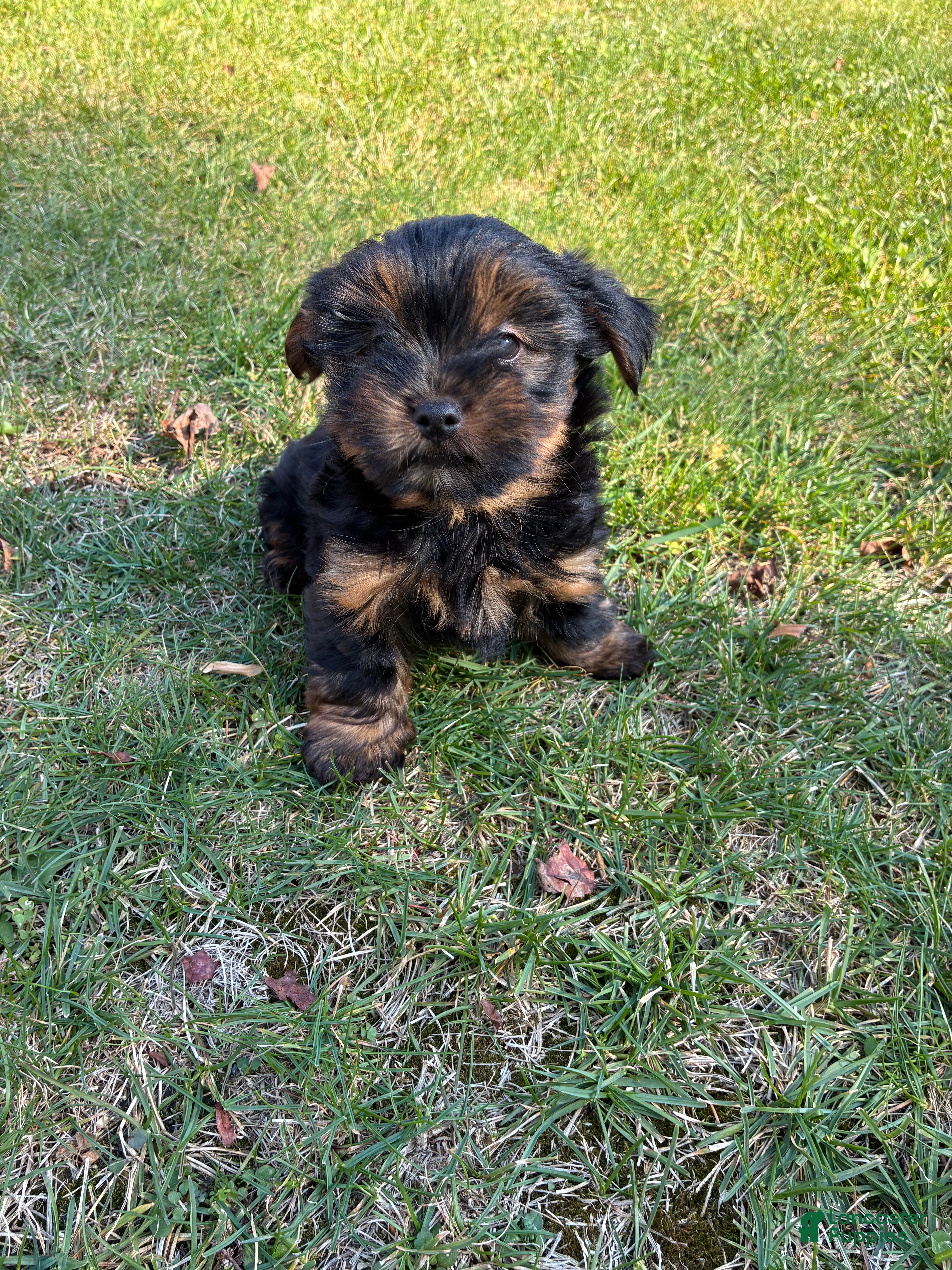 Yorkshire Terrier dogs for sale: Sky - Ad 1