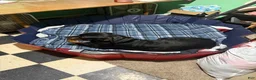Rottweiler dogs for sale: Rottweiler 1 - Ad 4