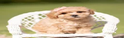 Maltipoo dogs for sale: Marigold F1B - Ad 2