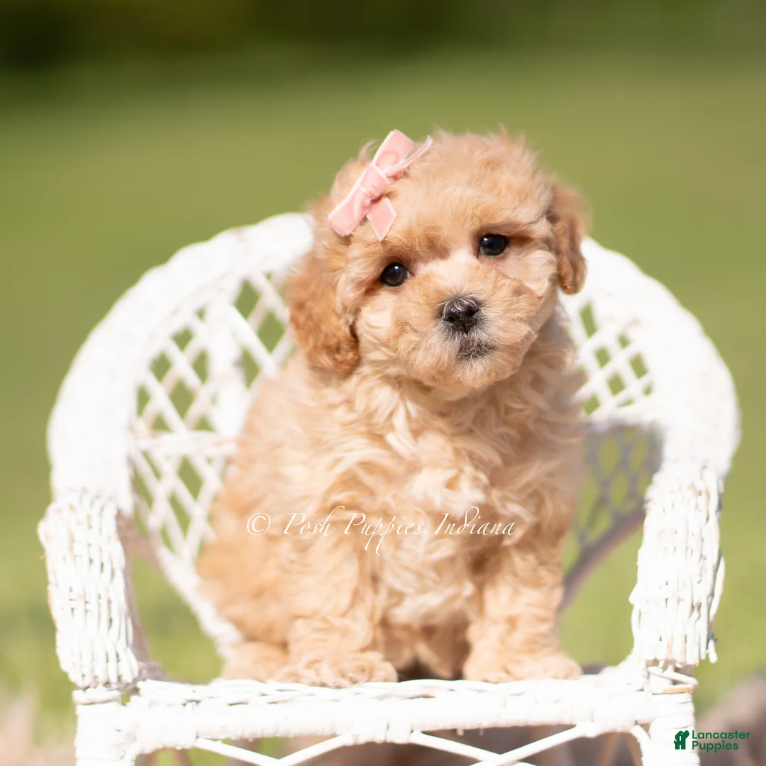 Maltipoo dogs for sale: Marigold F1B - Ad 2
