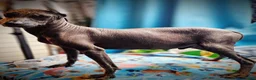 Xoloitzcuintle dogs for sale: Xoloitzcuintle Male Young adult Adolescent  - Ad 2