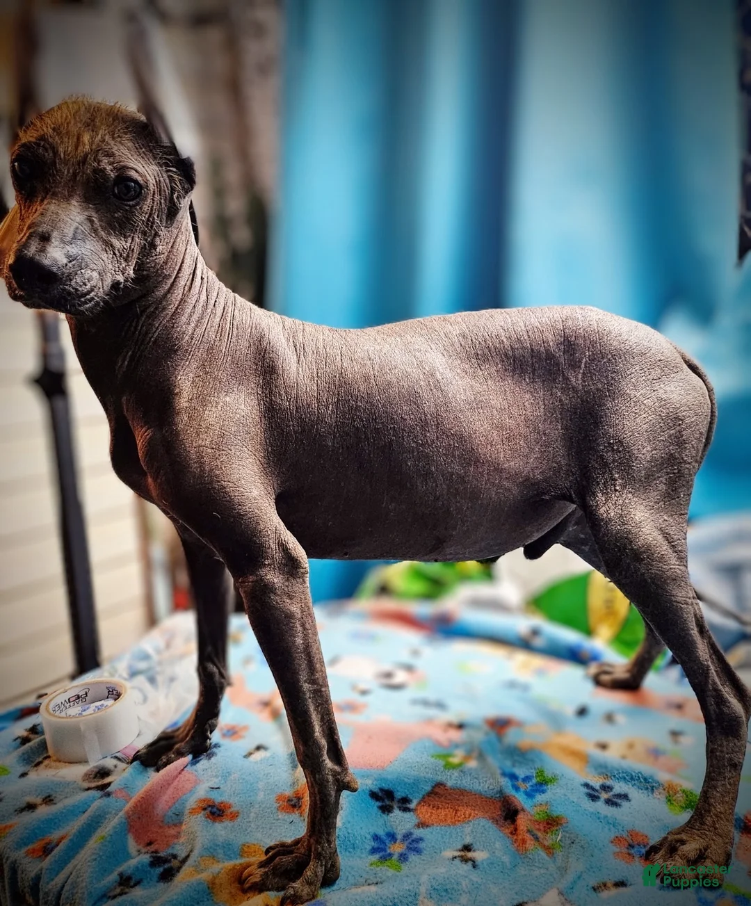 Xoloitzcuintle dogs for sale: Xoloitzcuintle Male Young adult Adolescent  - Ad 2