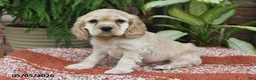 Cocker Spaniel dogs for sale: Milo - Ad 1
