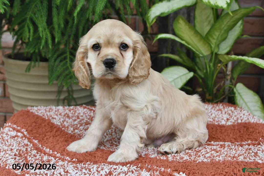 Cocker Spaniel dogs for sale: Milo - Ad 1