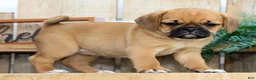 Puggle dogs for sale: Maddie - Ad 1