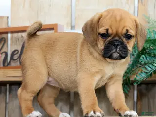 Puggle dogs for sale: Maddie - Ad 3