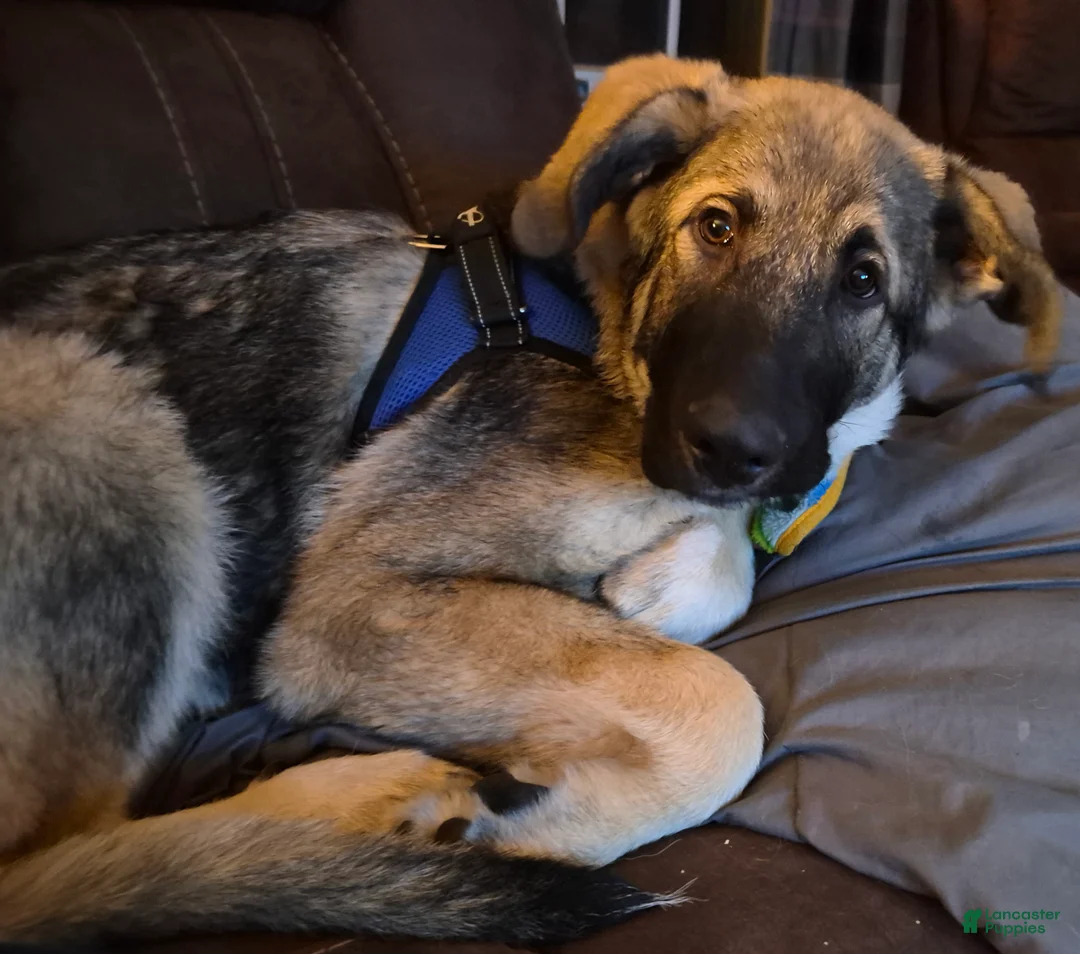 Mixed Breed dogs for sale: Mixed Breed Puppy 1 - Ad 1