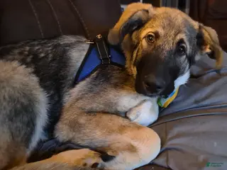 Mixed Breed dogs Mixed Breed Puppy 1 - Ad 16