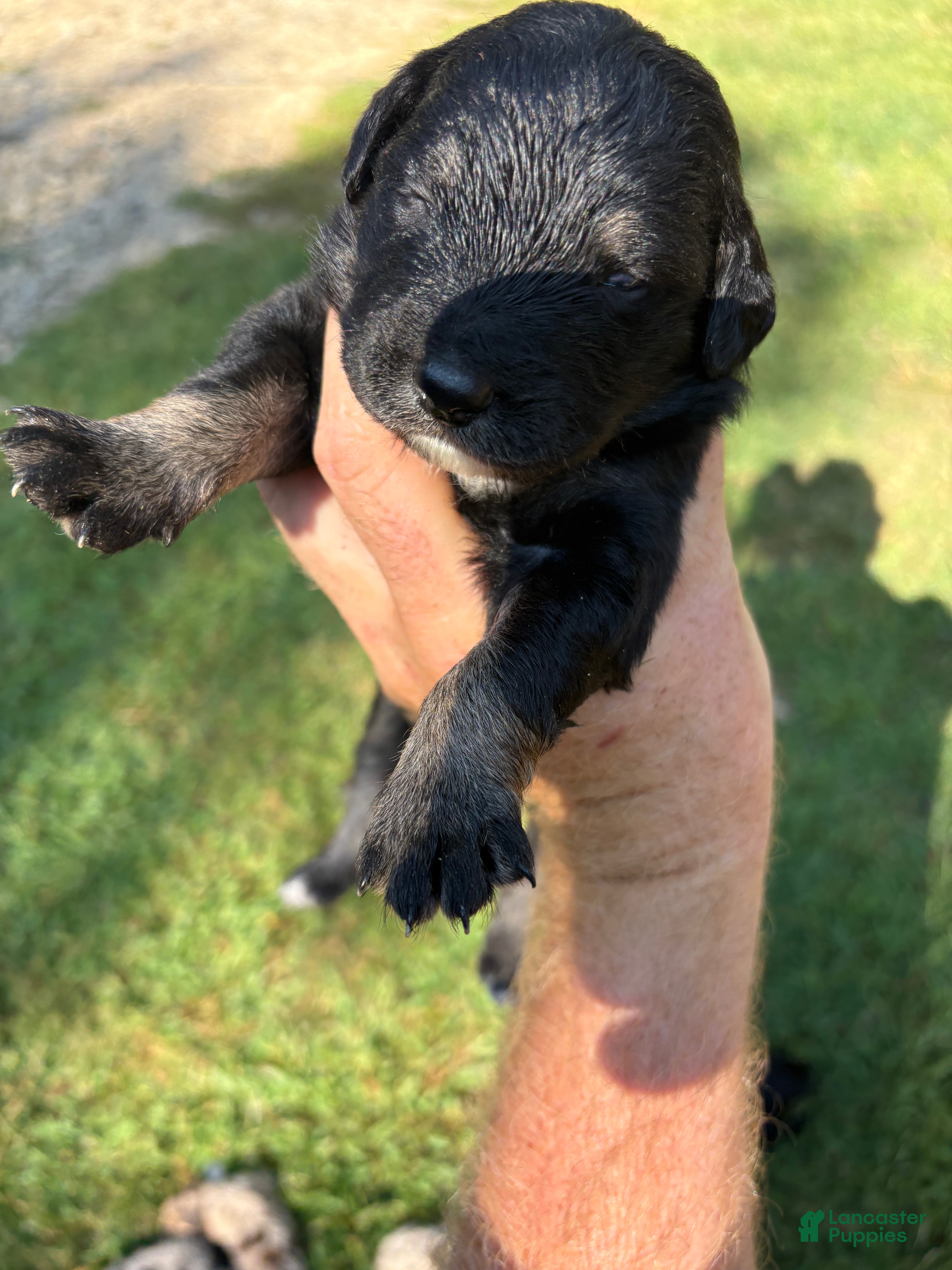 Mixed Breed dogs Mixed Breed Puppy 5 - Ad 17