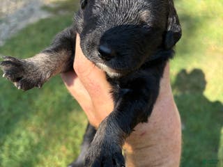 Mixed Breed dogs Mixed Breed Puppy 5 - Ad 21