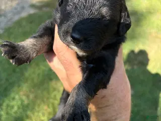 Mixed Breed dogs Mixed Breed Puppy 5 - Ad 28