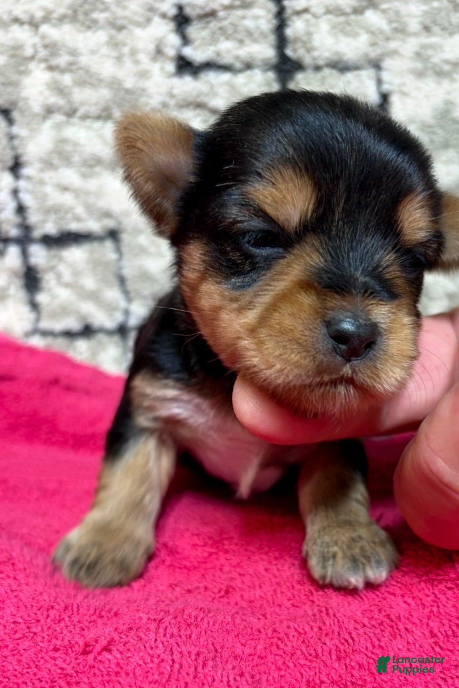 Yorkshire Terrier dogs Yorkshire Terrier 5 - Ad 1