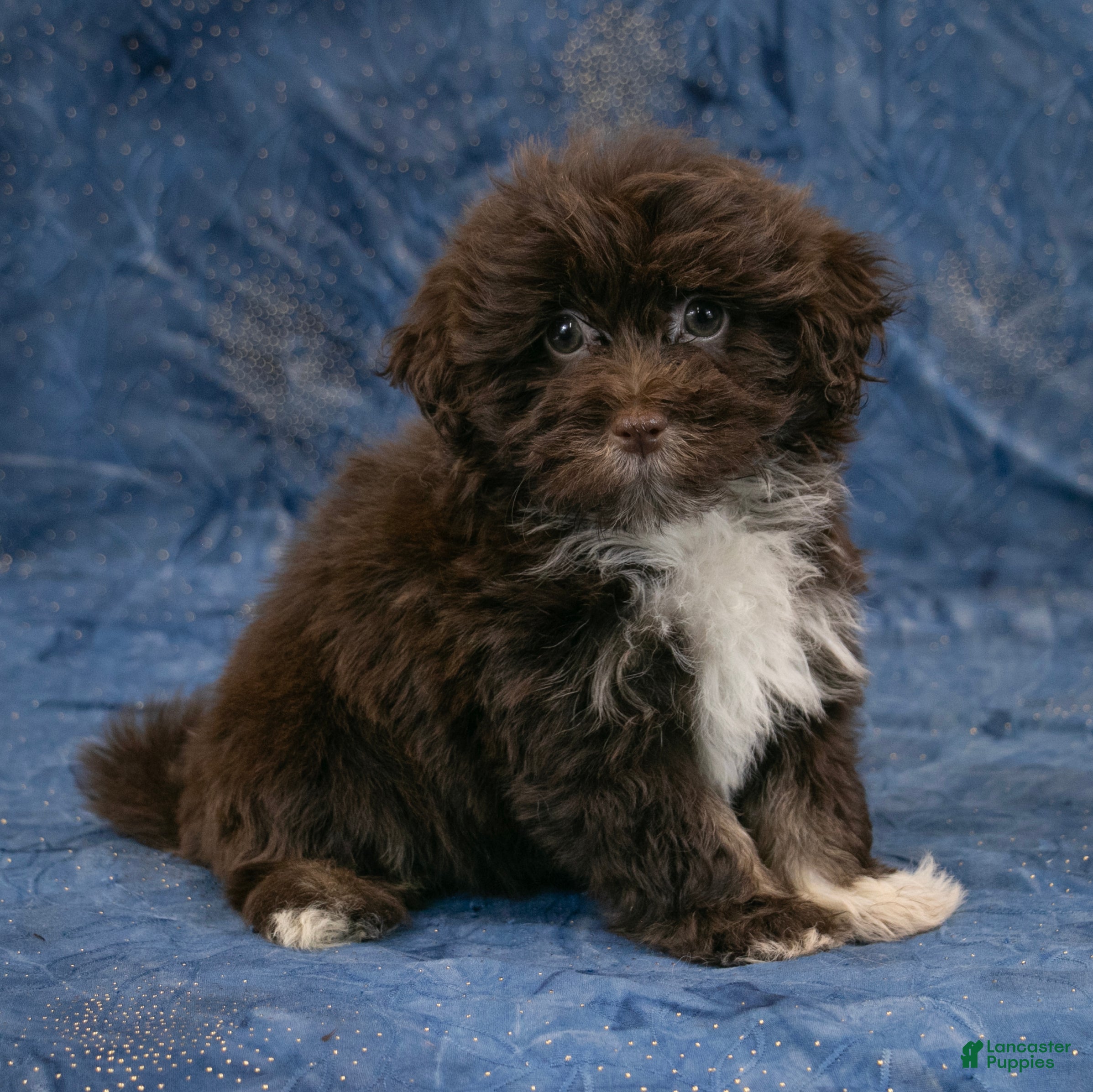 Havanese dogs Rusty - Ad 1