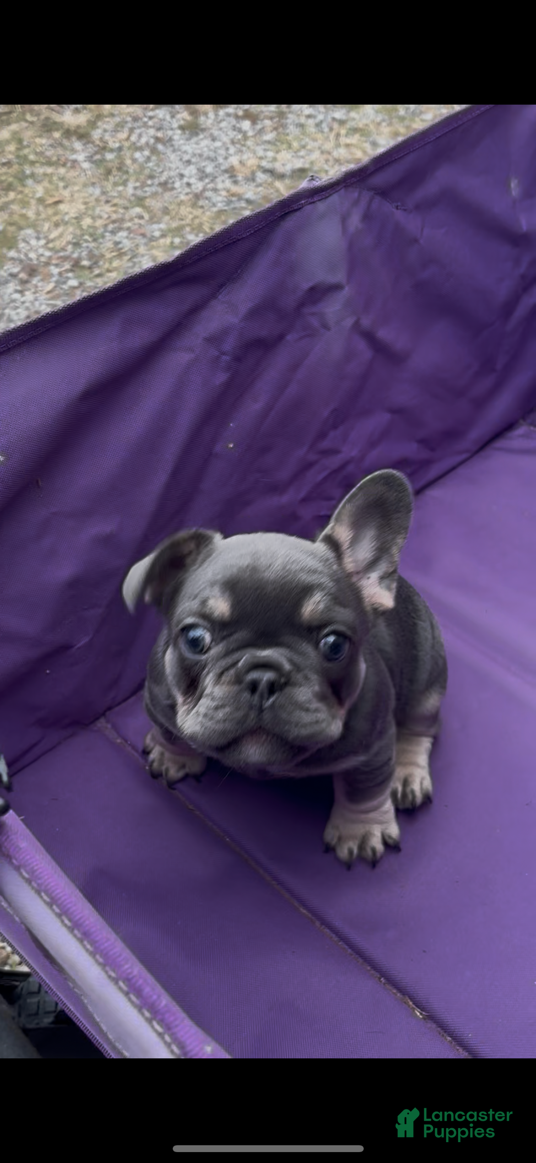 French Bulldog dogs for sale: Diesel - Ad 3