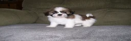 Shih Tzu dogs for sale: TOBY - Ad 3