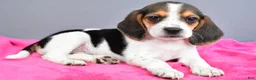 Beagle dogs for sale: Daisy - Ad 1