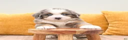 Mini Bernedoodle dogs for sale: Hunter - Blue Eyes - Ad 4