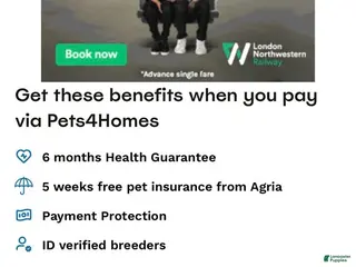 Affenpinscher dogs Affenpinscher Puppy 2 - Ad 2