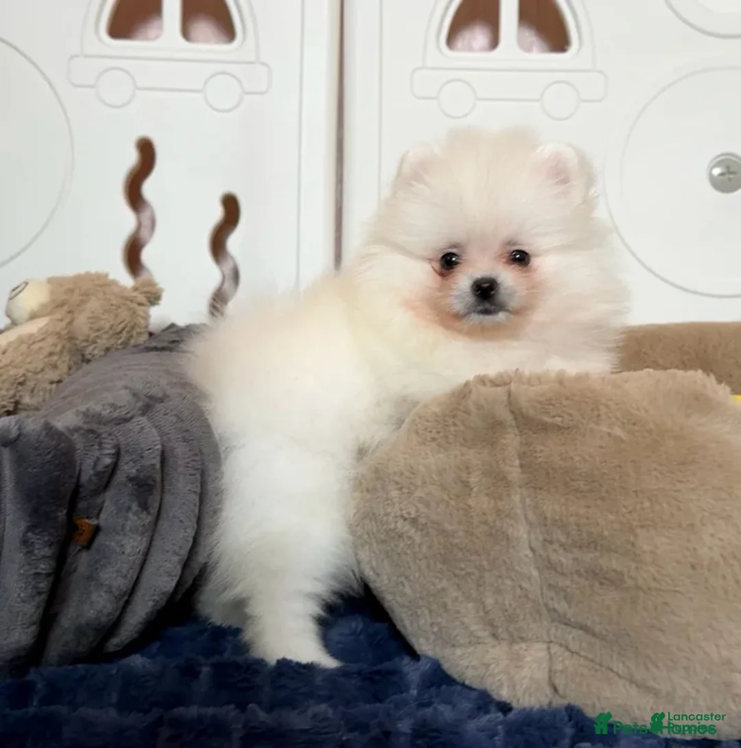 Pomeranian dogs for sale: Greg - Ad 26