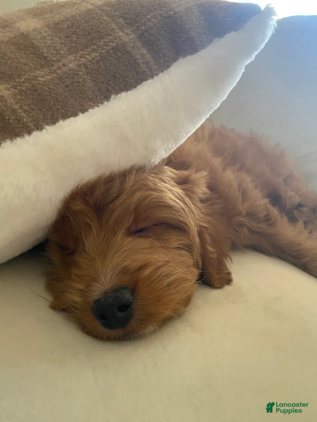 Mini Goldendoodle dogs for sale: Mini Goldendoodle  - Ad 3