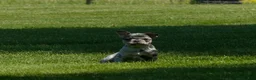 Mixed Breed dogs for sale: Rune - Ad 7
