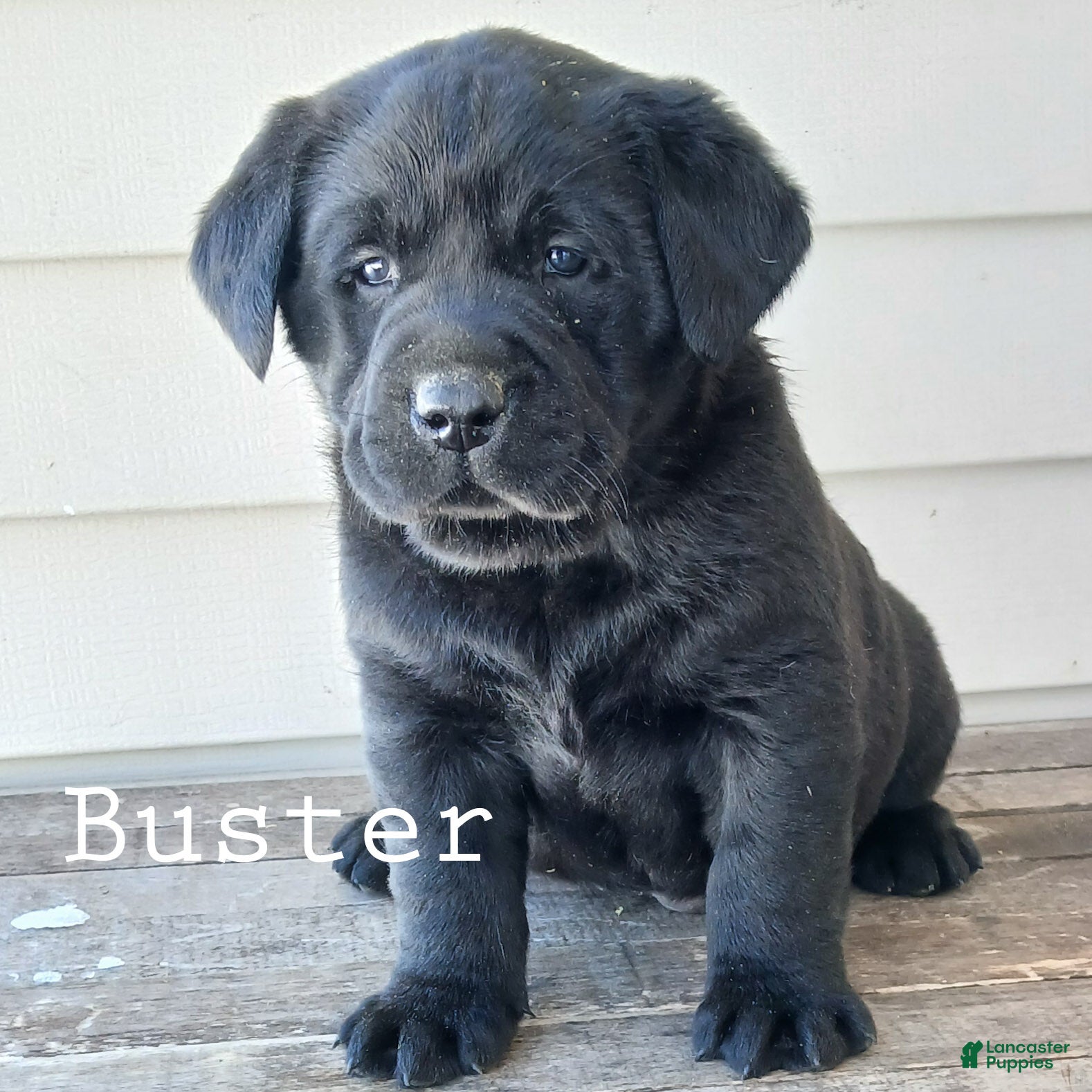 Labrador Retriever dogs BUSTER - Ad 30