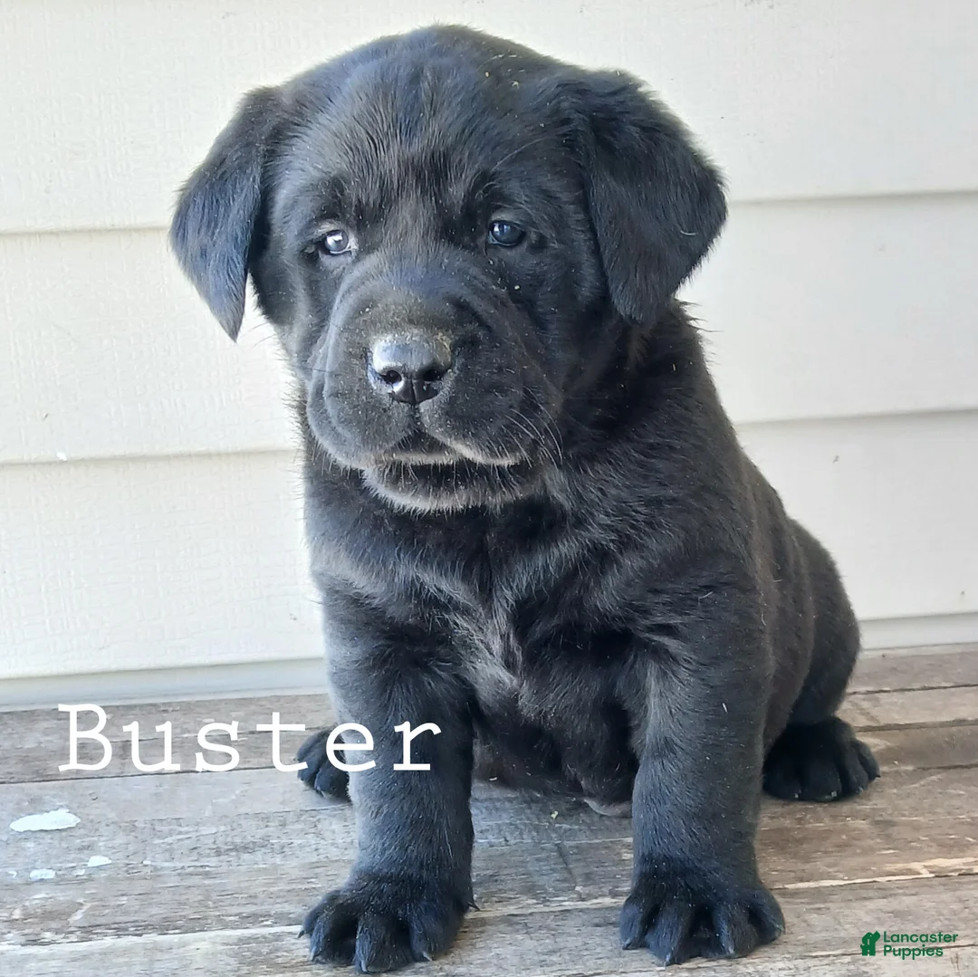 Labrador Retriever dogs for sale: BUSTER - Ad 1