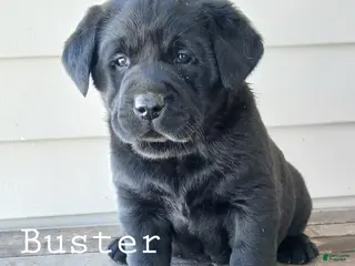 Labrador Retriever dogs BUSTER - Ad 30